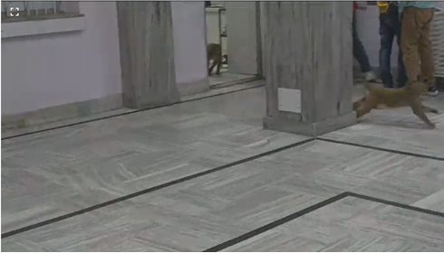Video grab of monkeys rushing out of the AC Office at RML Hospital