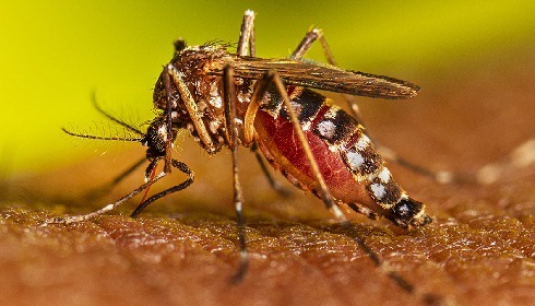 Immediate action on climate change is needed to contain dengue, which killed over 5.5K people in '23. Save the Children
