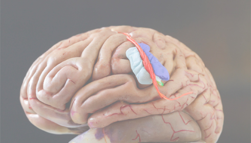 Researchers restore lost brain function after stroke in mice