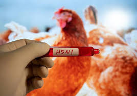 Mutated Bird Flu Strain in Canada Sparks Global Concern