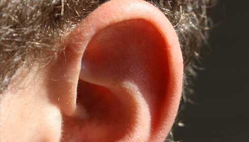 New Study Reveals How Ear Muscles Help Us Listen Better